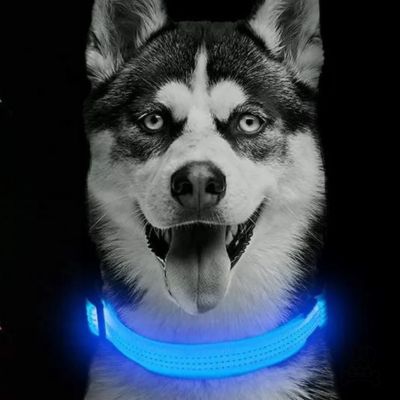 COLLIER-LUMINEUX-CHIEN-BLEU