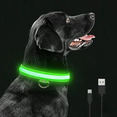 COLLIER-LUMINEUX-CHIEN-VERT