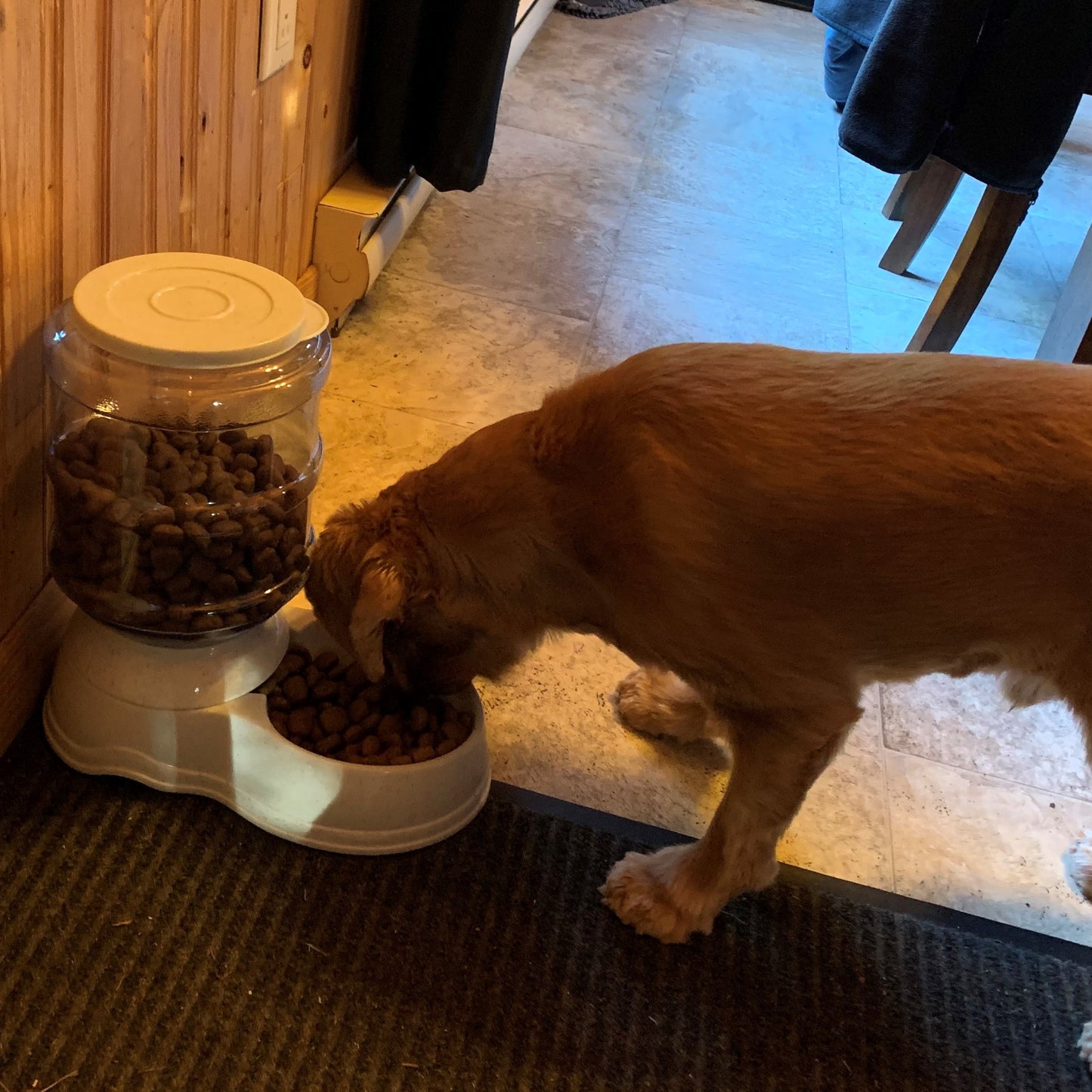 Distributeur-d'eau-et-nourriture-pour-chien-nourriture