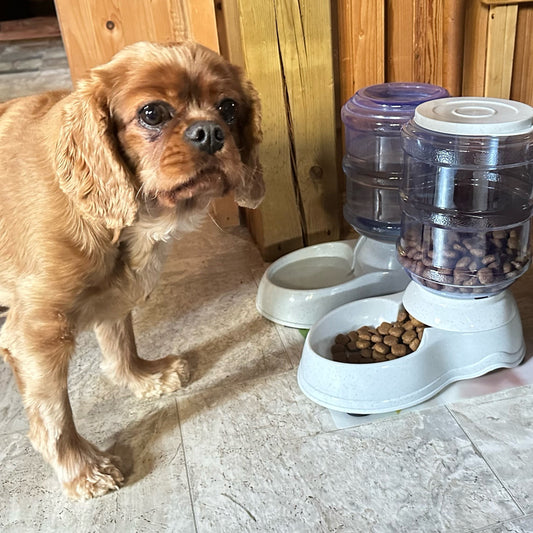 Distributeur-d'eau-et-nourriture-pour-chien-chien