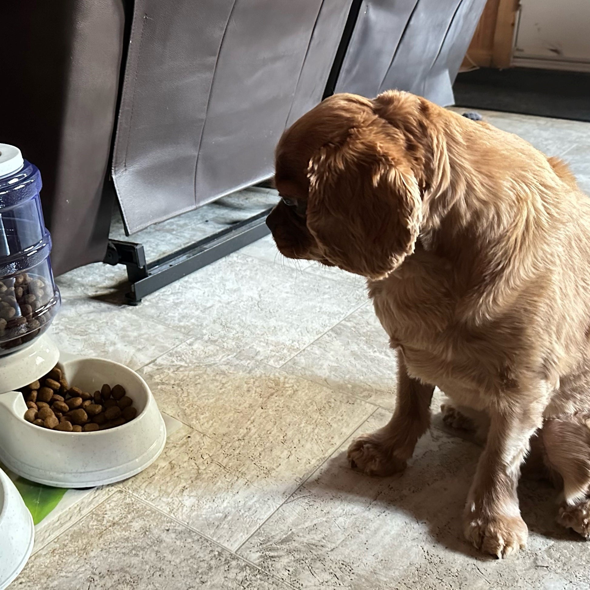 Distributeur-d'eau-et-nourriture-pour-chien-gris