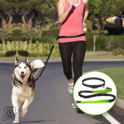 LAISSE-MAIN-LIBRE-POUR-CHIEN-VERT