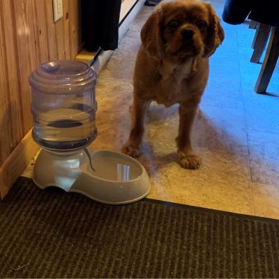 Distributeur-d'eau-et-nourriture-pour-chien-hydrate