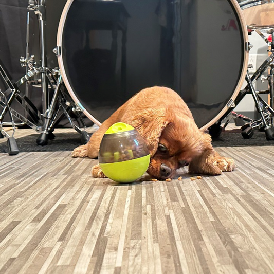 DISTRIBUTEUR-DE-CROQUETTE-CHIEN-JAUNE