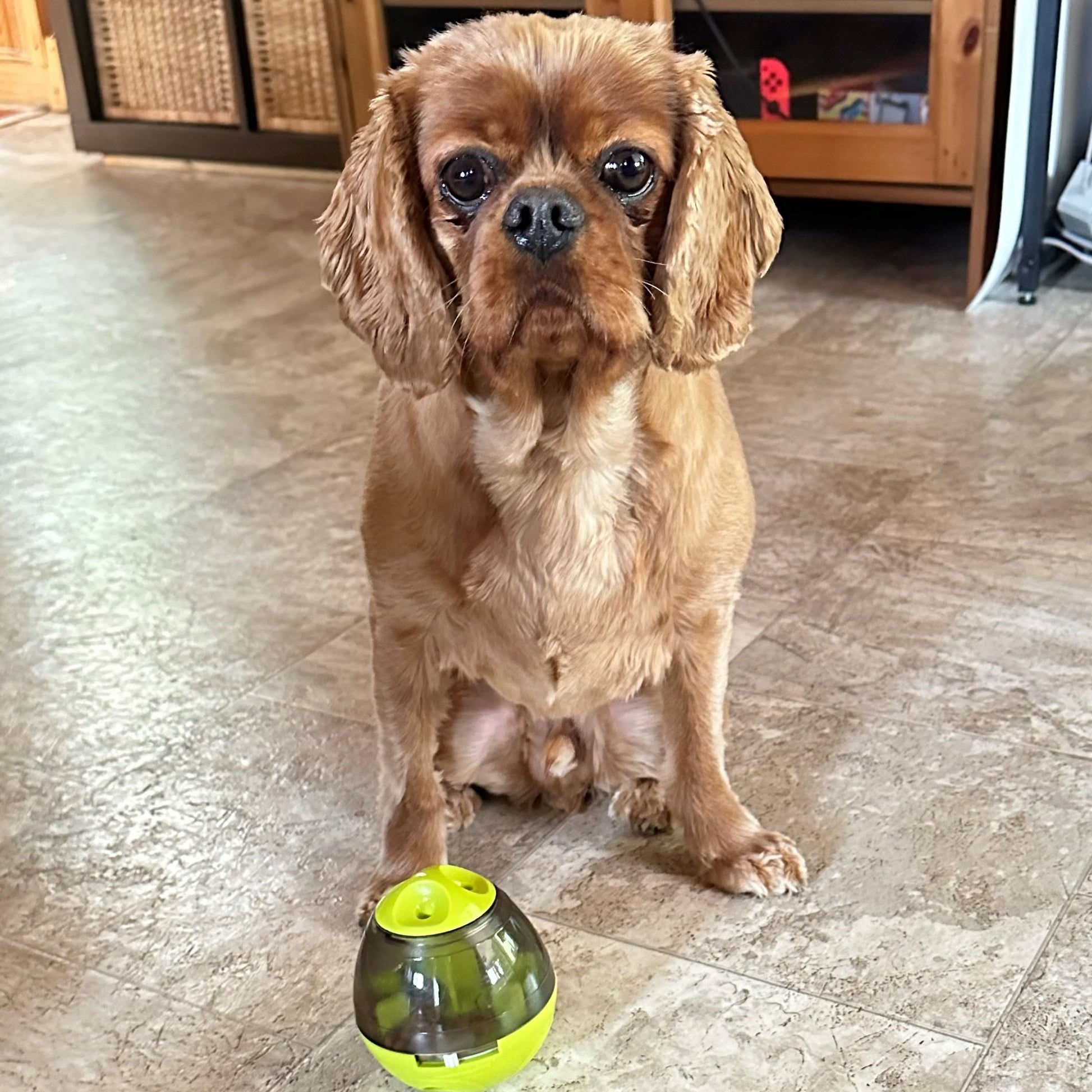 DISTRIBUTEUR-DE-CROQUETTE-CHIEN-HEUREUX